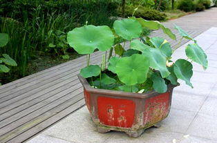 视频怎么种盆栽荷花(花盆怎么种荷花)