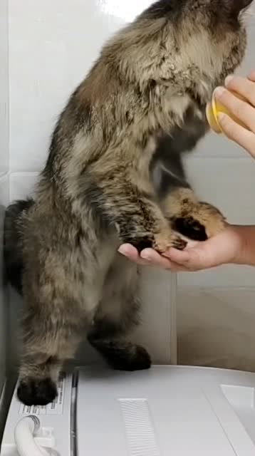 小猫不喜欢吹风机啊,但是洗完澡不用吹风机啥时候能干,认命吧 