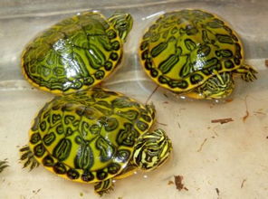 火焰龟贵还是甜甜圈龟贵,70元以内养什么乌龟？