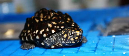 斑点池龟 