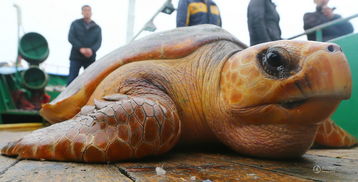 福建渔民放生百斤大海龟 它有灵性 