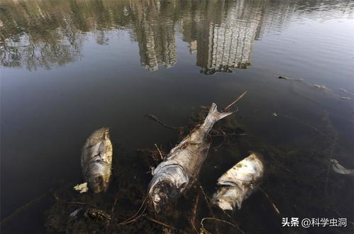 对河水污染有什么建议(河水污染治理建议)