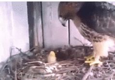 男子将老鹰的蛋偷偷换成鸡蛋,小鸡孵出来后老鹰不知所措