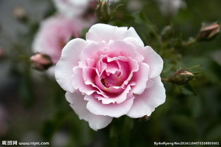 玫瑰写真蔷薇写真桌面高清壁纸 米粒分享网 Mi6fx Com