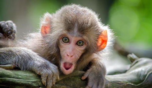 猴子为什么喜欢往手上撒尿 是什么原因让它有了这一 癖好 