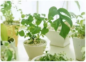 家居植物风水讲究 小植物 品质生活的标配 
