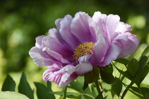 9月中旬,这4大星座桃花最旺,桃花盛开,前缘未断