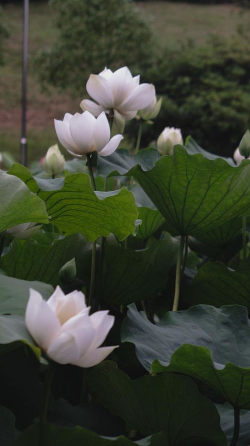 11月中旬,桃花翩翩,三大属相,邂逅爱情,爱情降临,梦想成真 属羊 处女座 专情 网易订阅 