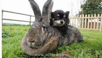 世界最大兔子是什么品种