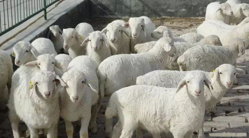 赛羊吃羊 12月23日10时,山丹县第二届赛羊大会暨 美味山丹 羊肉宴 
