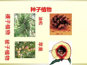 裸子植物 信息图文欣赏 信息村 K0w0m Com