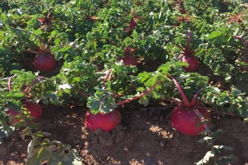 小红萝卜种植时间和方法,红萝卜的种植和管理方法