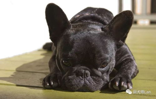 看看您家狗狗的耳朵属于什么形状 原来耳朵有这么可爱多的称呼