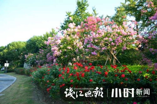美爆了 杭州紫薇 二次开花 ,更多更艳花期更长 还不快来打卡