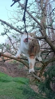 猫咪爬到树上就对着树枝一顿狂咬,这是铲屎的虐待你还是咋的
