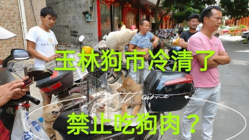 狗肉节后,玉林狗市很冷清,买卖狗的人少了,要禁止吃狗肉了吗 