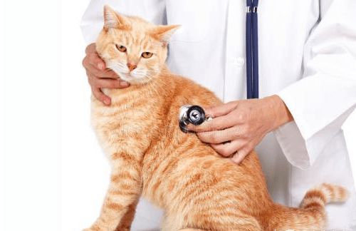 猫黄疸病是什么症状