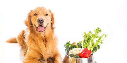 您的狗狗可以吃哪些蔬菜