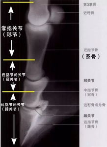 这几张图,就能让你认识马蹄