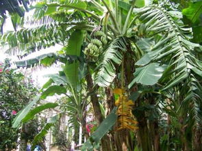 种植香蕉,如果不了解它的根,对产量将大大影响 