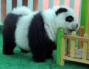 大熊猫 惊现街头 这只一脸懵圈的松狮宝宝真的好无奈... 