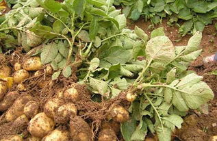 发芽的土豆不要扔,重新入土还能再长,收获土豆吃不完