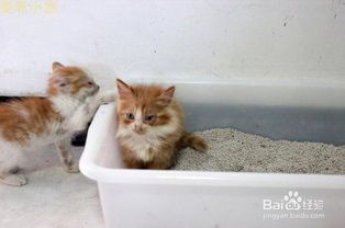 怎么训练猫咪学会 使用猫砂