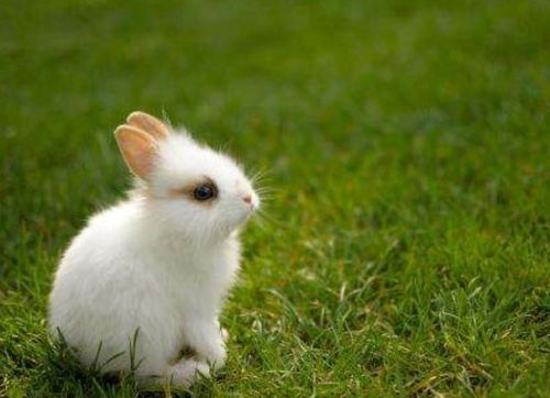 刚出生的小兔子不给他喂奶能吃什么 