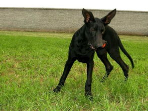 马犬和黑狼犬打架哪个厉害 