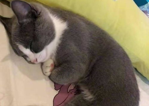 英短猫为何总爱在你身边睡觉 真不是因为暖和
