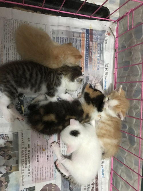 坐标上海长宁,六只小奶猫求爱猫人士无偿收养 