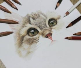手绘 彩铅 猫猫