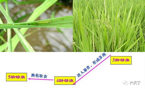 防治水稻稻纵卷叶螟最火的杀虫剂竟然是它