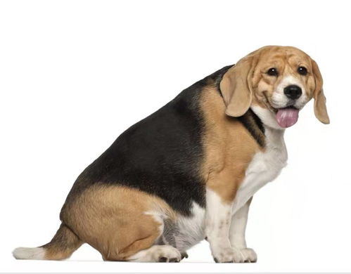 狗狗过度肥胖很可爱 菲尔顿宠物医师 这是在用健康卖萌