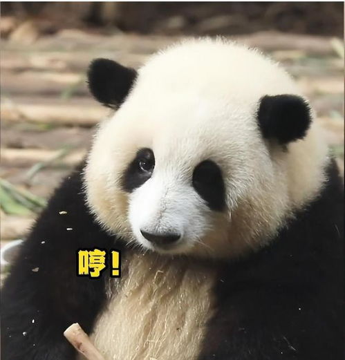 网红熊猫花花,是错误野生动物保护案例,只是可爱是无法生存的