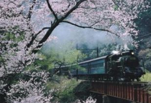 日本 静冈县大井川铁道 岛田市赏樱一日游 SL蒸气列车 时光倒流 欣赏沿途盛开樱花