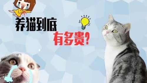 养五只猫被当做土豪 主人怒算养猫到底需要花多少钱, 其实你们都想错了 