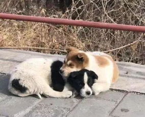 文明养犬才是真的爱犬