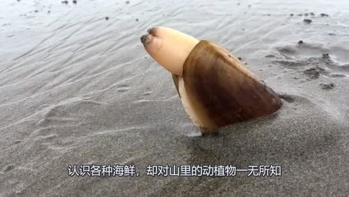 这种长着毛的蛤蜊出现在海滩上时,你看到了就不要丢下它 