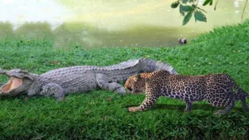 动物世界 猎豹遇上鳄鱼,谁更厉害 