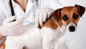 给狗打疫苗要多少钱,3大注意事项不容忽视