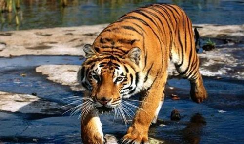 关于老虎的冷知识