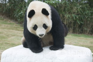 中国熊猫亮相韩国 三星爱宝乐园 熊猫世界 迎公众开放日