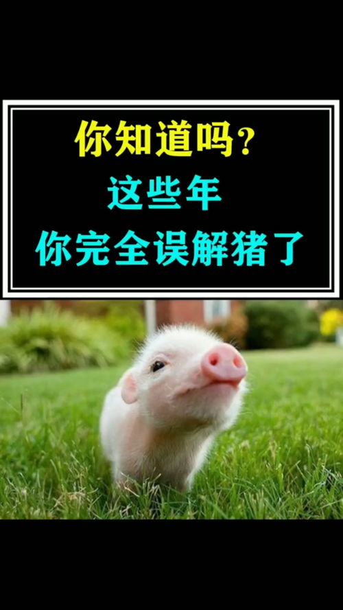 猪的趣味冷知识 关于猪的冷知识