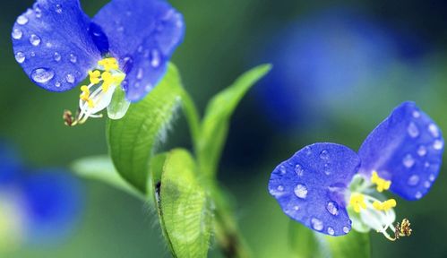 8月,命定之人,喜得桃花,月老牵线,3生肖前任回归,情投意合 爱得 