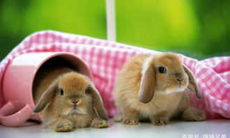 宠物兔子有哪些，三种最常见的宠物兔子品种 兔子的种类有哪些