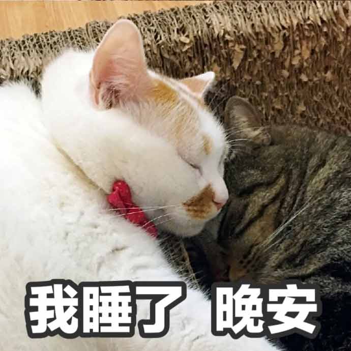 可爱猫咪表情包晚安 搜狗图片搜索