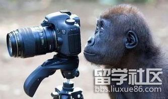 猩猩照相馆(超级猩猩拍的照片在哪里找)