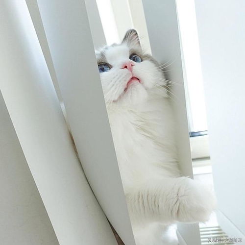 猫咪会从阳台上跳下去吗 答案确定以及肯定,蠢猫真的会这么干