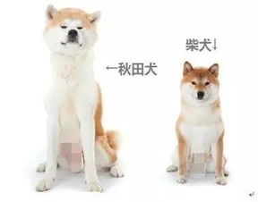 如何区分柴犬与秋田犬？
